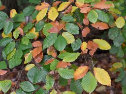 liscie_jesien_las_2025