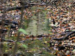 strumyk_w_lesie_2025