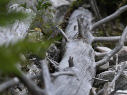 drzewo_w_suchym_potoku_2025